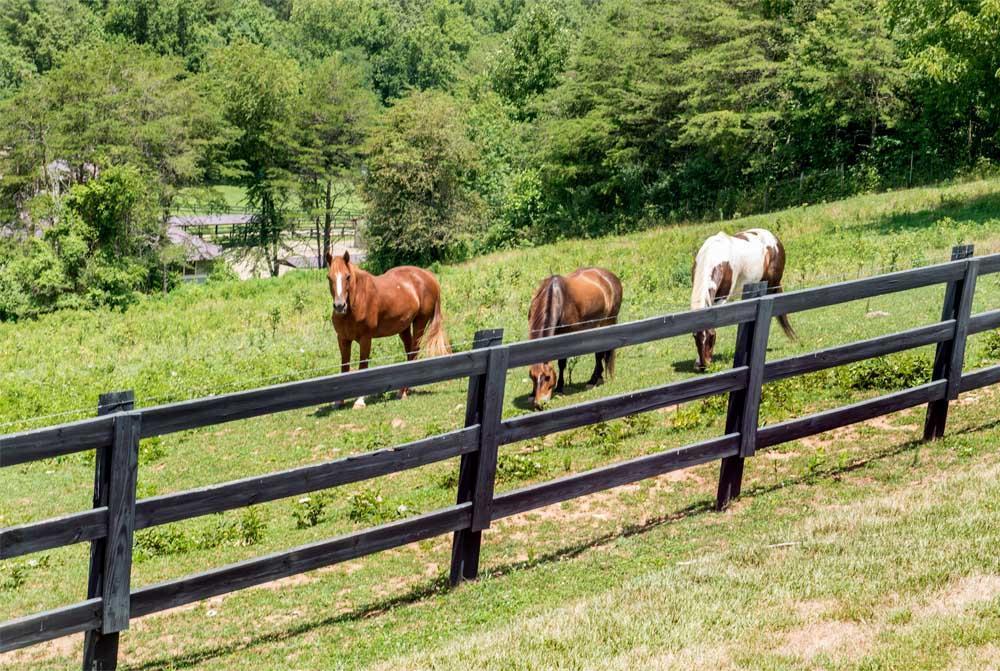 Brasstown Valley Resort & Spa Young Harris Экстерьер фото